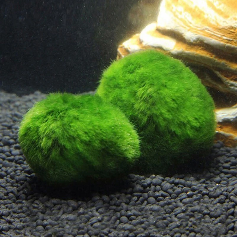 1Pcs 3-4cm Moss Balls Live Aqu - Aquarium Plant Echinodorus recension och pris