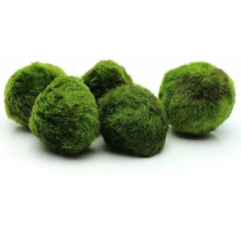 1Pcs 3-4cm Moss Balls Live Aqu - Aquarium Plant Echinodorus recension och pris