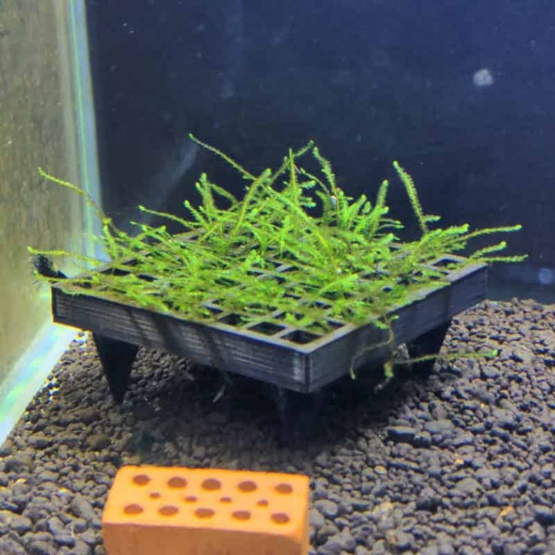 Aquarium Moss Cage Holder Fish - Aquarium Plant Echinodorus recension och pris