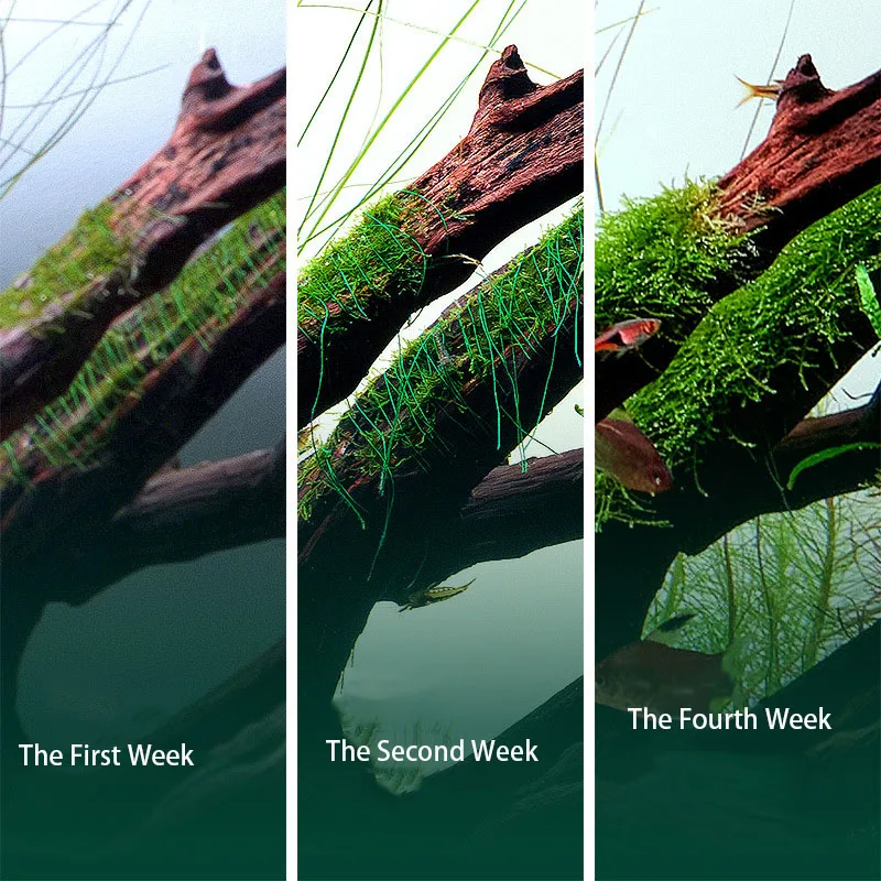 Degradable Aquarium Driftwood  - Aquarium Plant Echinodorus recension och pris
