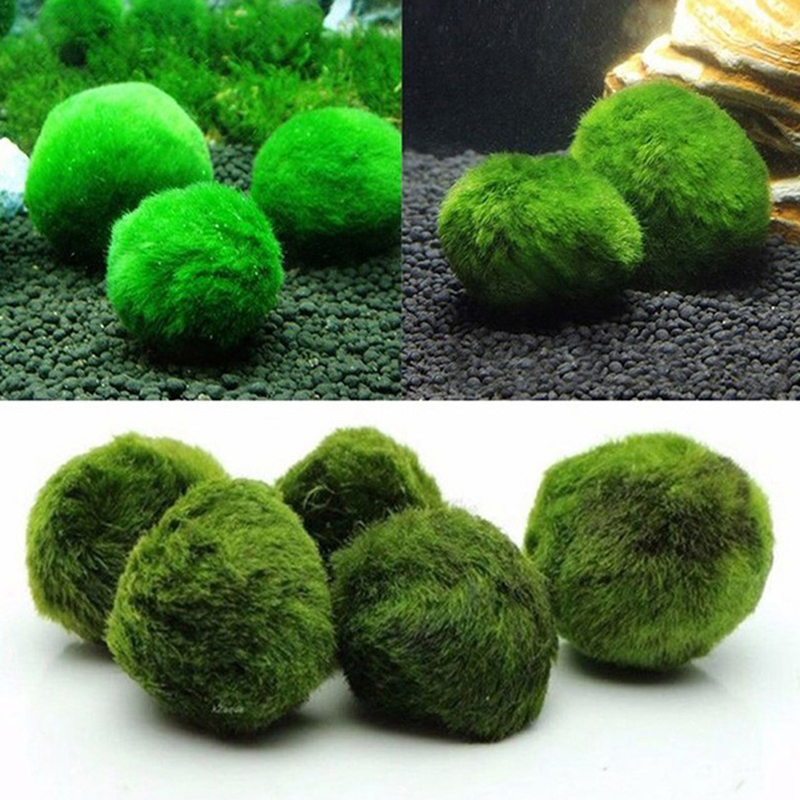 3-4cm Marimo Moss Balls Live A - Aquarium Plant Echinodorus recension och pris