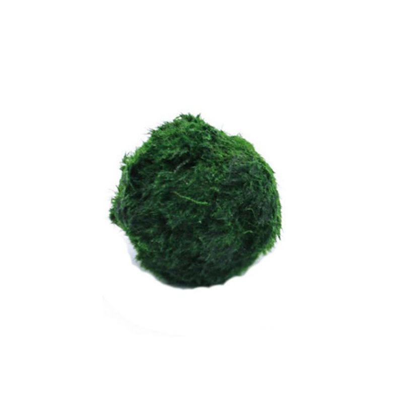 Marimo Moss Balls Live Aquariu - Aquarium Plant Roots recension och pris
