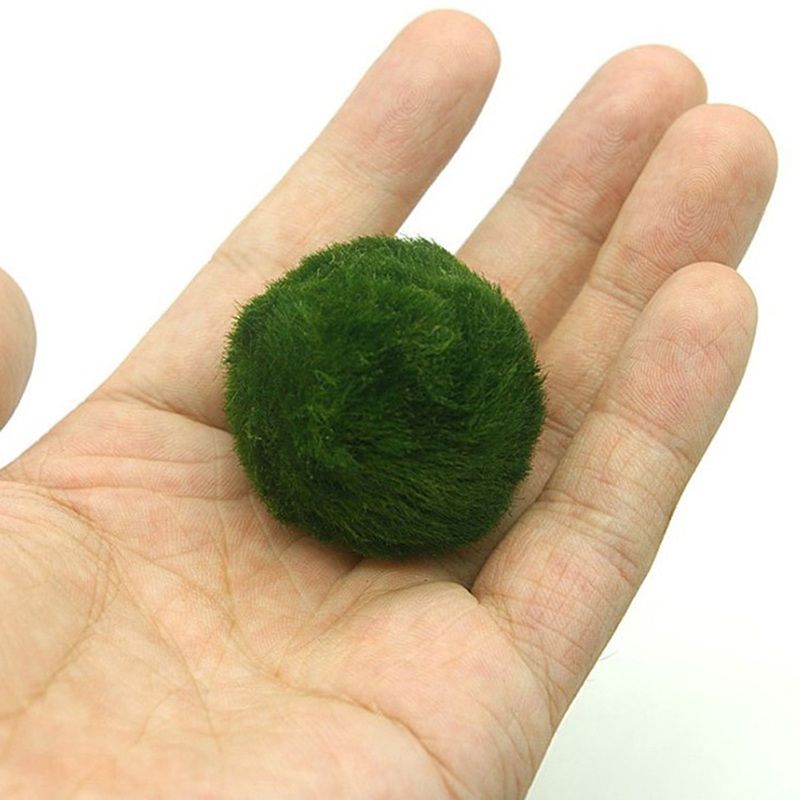 Marimo Moss Balls Live Aquariu - Aquarium Plant Roots recension och pris