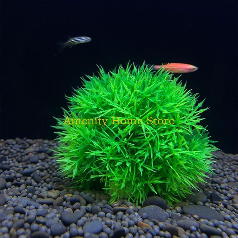 F26C Aquatic Plants Marimo for - Aquarium Plant Roots recension och pris