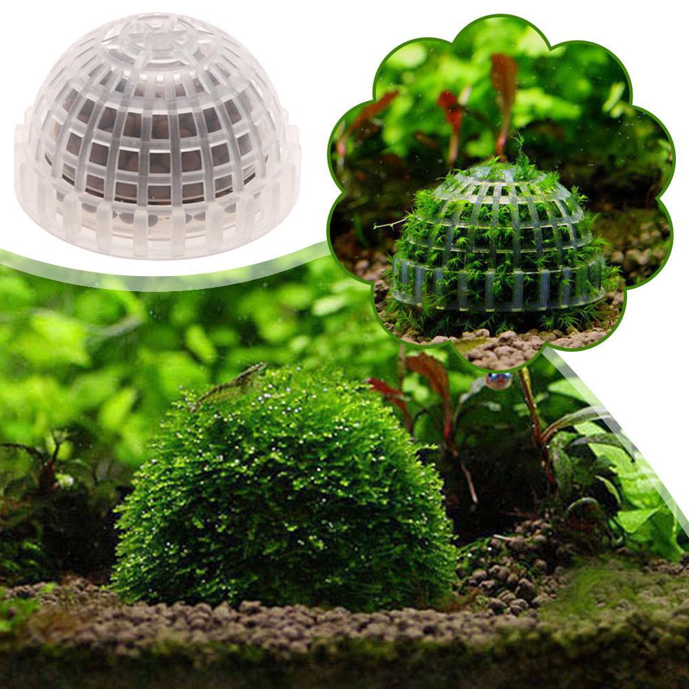 1pc Aquatic Pet Supplies Decor - Aquarium Plant Echinodorus recension och pris